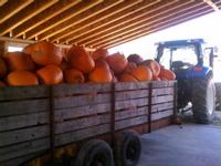 Pumpkins Galore 2014