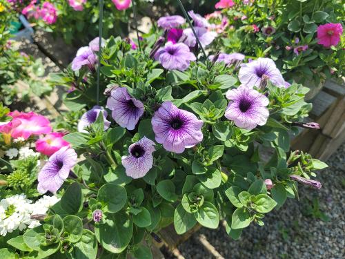 Petunias